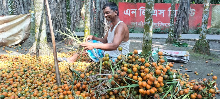 সুপারি