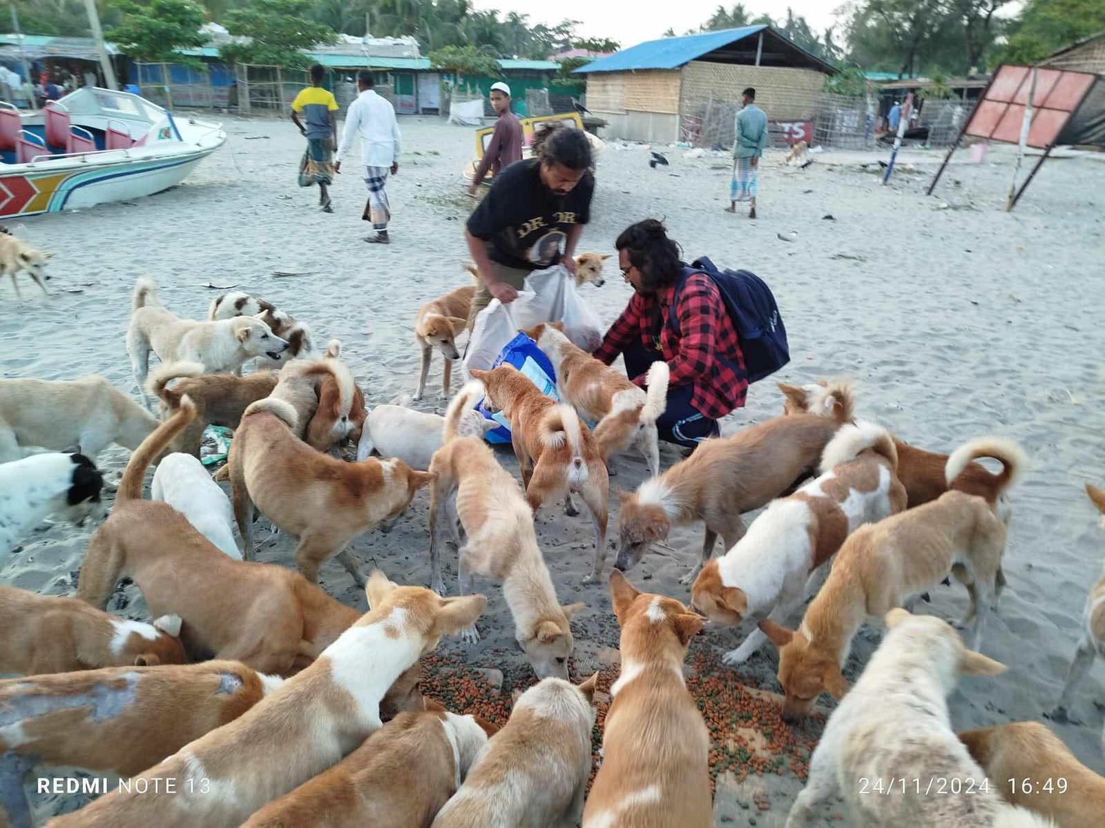 সেন্টমার্টিনে ক্ষুধার্ত কুকুর