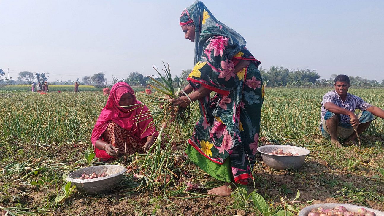 কুষ্টিয়াতে পেঁয়াজ চাষী