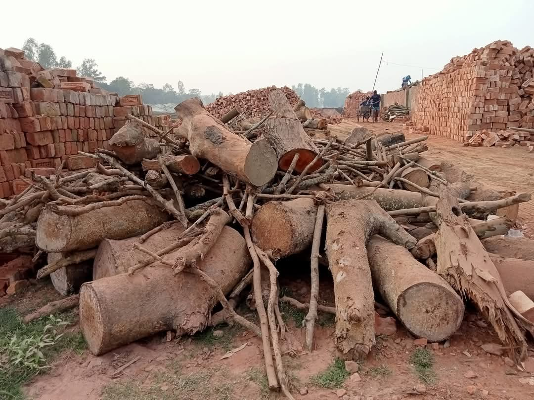 ইটভাটায় পোড়ানোর জন্য কাঠ লাকড়ি