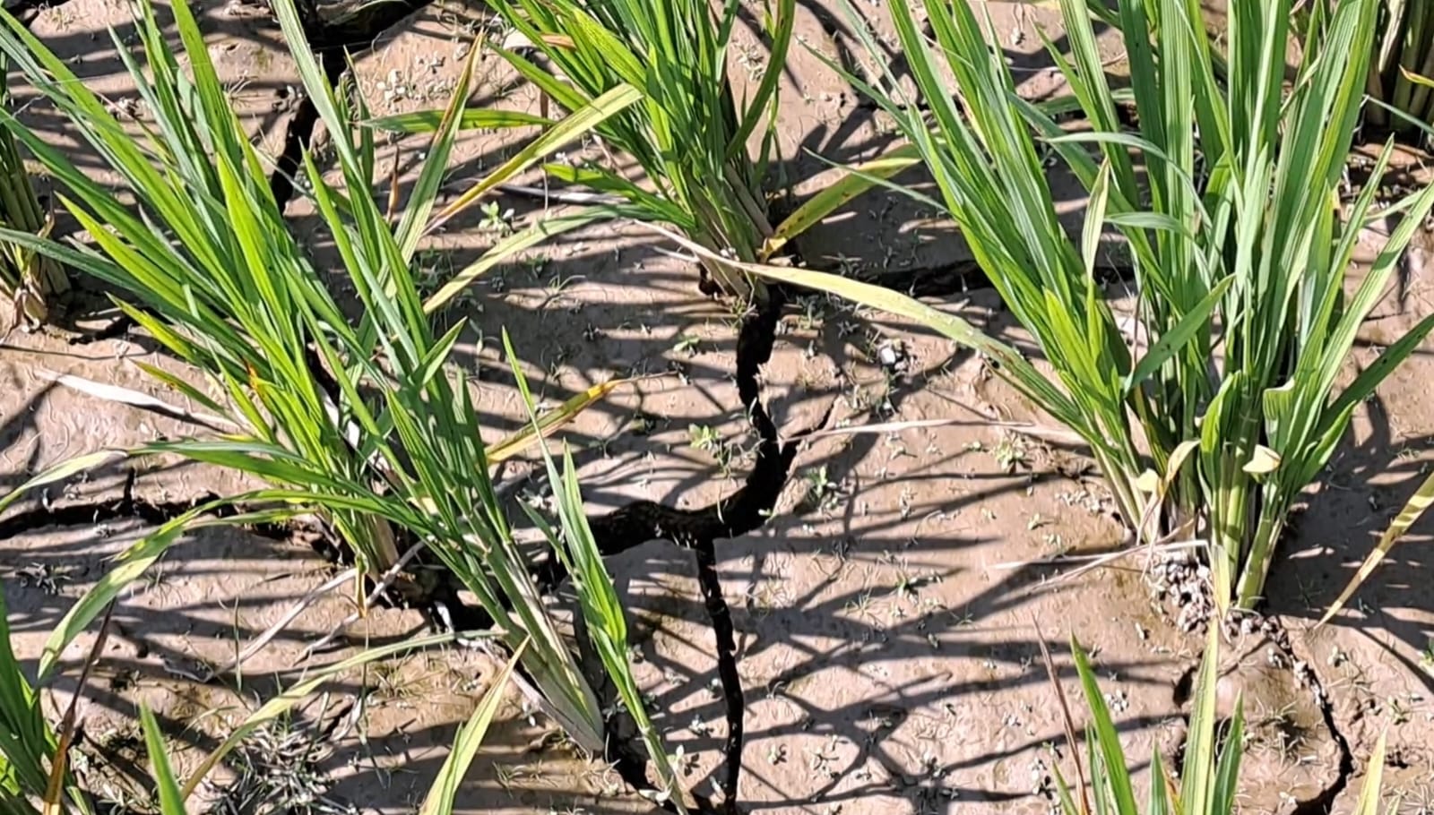 নেত্রকোণার হাওরাঞ্চলে তীব্র সেচ সংকট, হুমকিতে বোরো ফসল