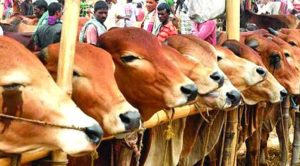 পশ্চিমবঙ্গে প্রকাশ্যে পশু জবাই নিষিদ্ধ