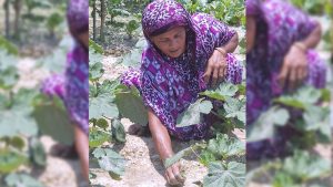 বাড়ির আঙিনায় লাগানো শাকসবজির পরিচর্যা করছেন তাজিনুর বেগম