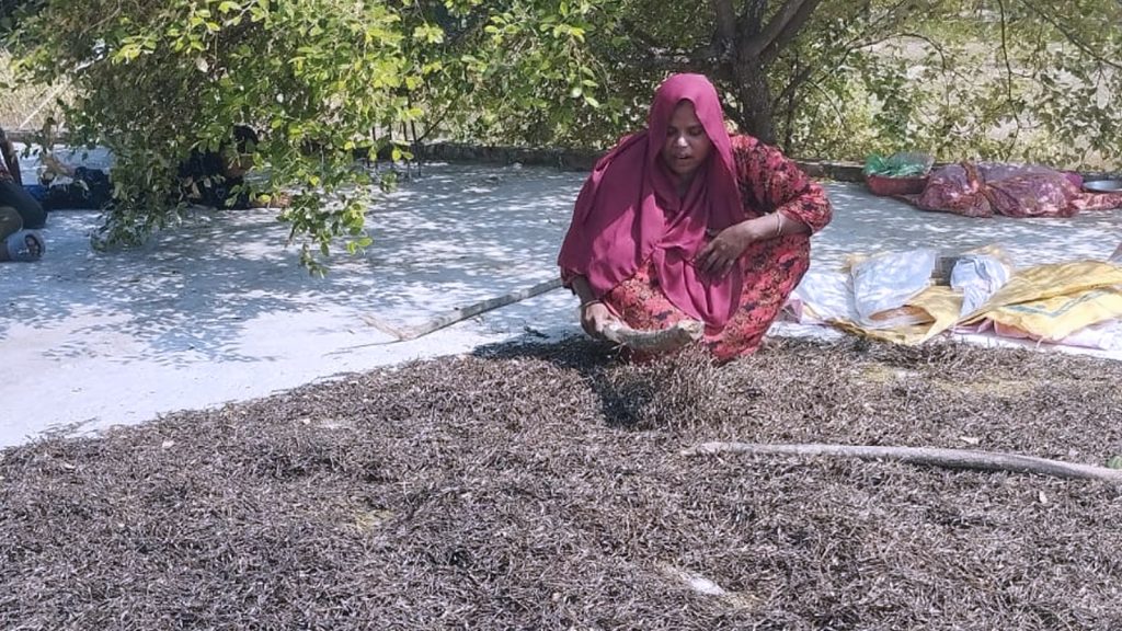 রোদে ছাদে মুগ ডাল শুকাচ্ছেন মাহমুদা আক্তার লিজা