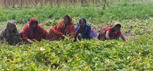 মিষ্টি আলু, চীনাবাদাম তুলছেন নারী কৃষকরা