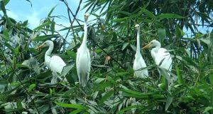 কলকাকলিতে মুখর নীলফামারীর ‘পাখির গ্রাম’