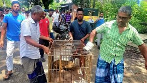 বৈদ্যুতিক শকে আহত উল্টোলেজি বানর উদ্ধার