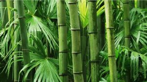 আজ বিশ্ব বাঁশ দিবস