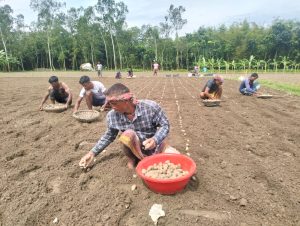 নীলফামারীতে আগাম আলুতে নতুন স্বপ্ন কৃষকদের