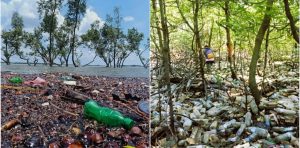 সুন্দরবনের পানি-মাটিতে প্লাস্টিক, মাছে ভারী ধাতু