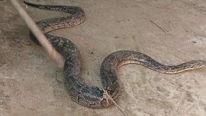 তেঁতুলিয়ায় আবারও ১০ কেজির অজগর উদ্ধার