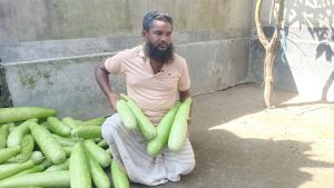 এক টাকায় চার লাউ, চরম লোকসানে কৃষক
