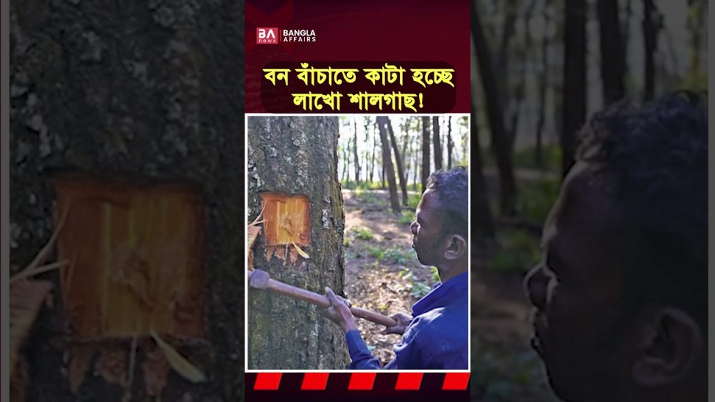 কেন কাটা হচ্ছে লাখ লাখ গাছ?